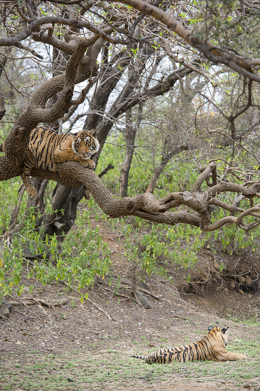 孟加拉虎(Panthera tigris tigris)在树上，被野生动物射杀